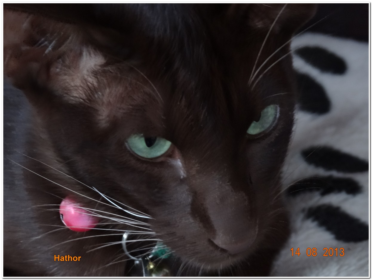 Hathor, les yeux verts. DSC00526_01